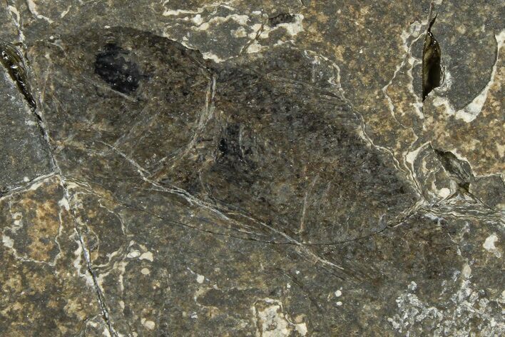 Oligocene Fossil Percoid Fish (Oligoserranoides) - Poland #374401
